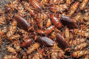 Pest Control Services by Pest Gurus in Duncanville