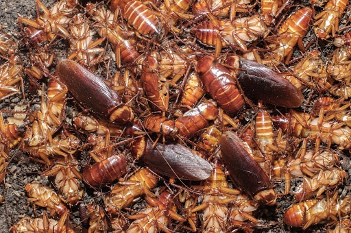 Pest Control Services by Pest Gurus in Duncanville