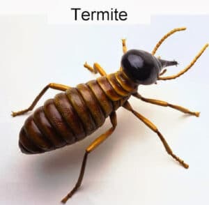 Pest Control Services by Pest Management Of Texas - Wylie in Sachse