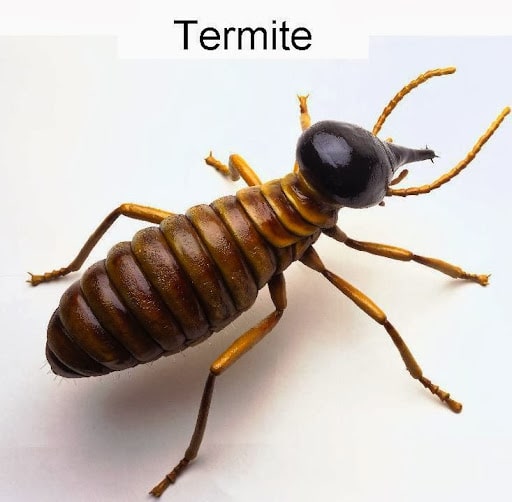 Pest Control Services by Pest Management Of Texas - Wylie in Sachse