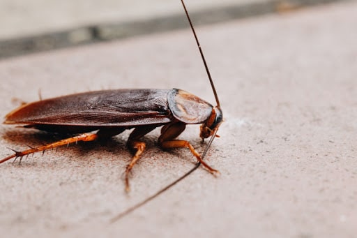 Top Pest Control Services Companies in Corpus Christi