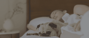 Pest Control Services by Pest Solutions Inc in Victoria