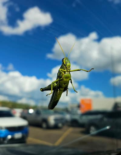 Pest Control Services by Pest Stop in Laredo