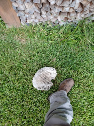 Pest Control Services by Pest Wrangler in Conroe
