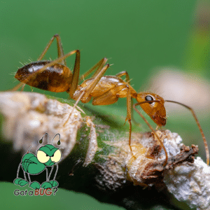 Pest Control Services by Pestcopro Termite & Pest Control in Vidor