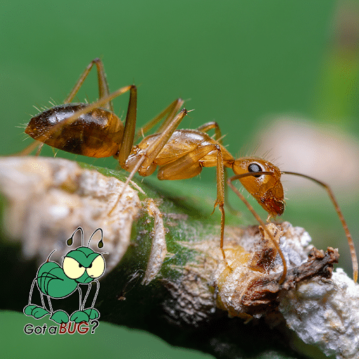 Pest Control Services by Pestcopro Termite & Pest Control in Vidor