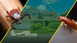 Pest Control Services by Pestmaster Services