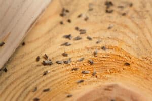 Pest Control Services by Pied Piper Pest Control in San Antonio