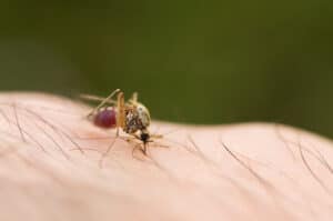Pest Control Services by Pied Piper Pest