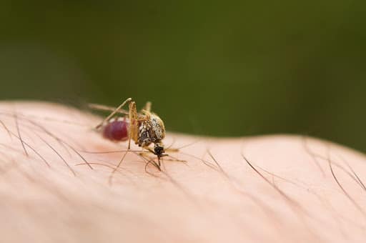 Pied Piper Pest, Termite & Lawn Services, Pest Control company in Azle Pest Control Services by Pied Piper Pest, Termite & Lawn Services in Azle, Texas