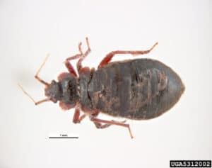 Pest Control Services by Pioneer Exterminating Co Inc in Houston