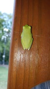 Pest Control Services by Precisionguard Pest Control in Gun Barrel City