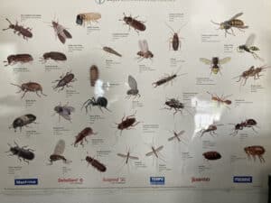 Pest Control Services by Predator Pest Control in El Paso