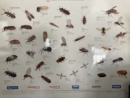 Pest Control Services by Predator Pest Control in El Paso
