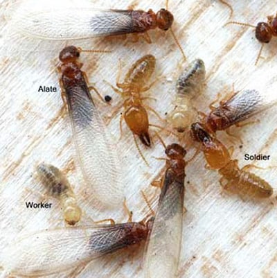 Pest Control Services by Preferred Pest Control Inc in Rosenberg, Texas