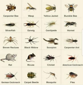 Pest Control Services by Premier Pest & Termite Solutions in Tyler