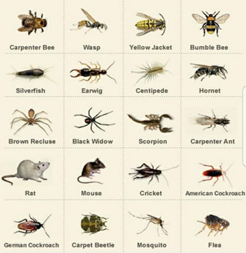 Pest Control Services by Premier Pest & Termite Solutions in Tyler
