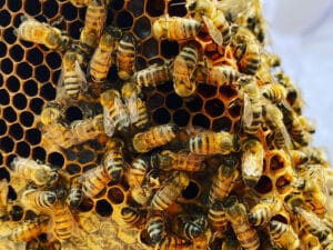 Pest Control Services by Prime Bees - Beekeepers & Honey Bee Farm in College Station