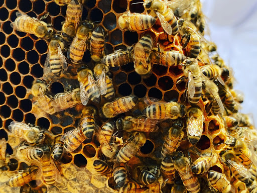 Pest Control Services by Prime Bees - Beekeepers & Honey Bee Farm in College Station