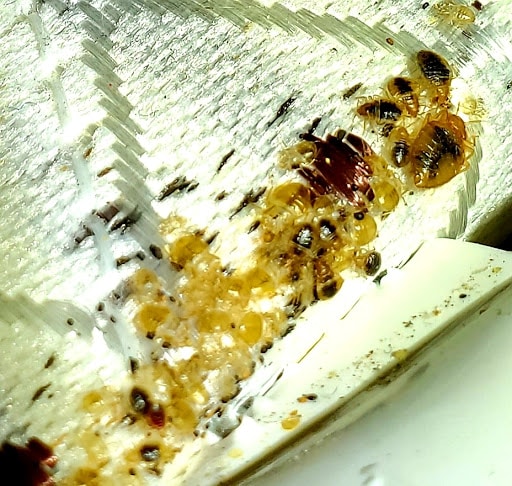 Pro Defense Pest Control - New Braunfels, Pest Control company in New Braunfels Pest Control Services by Pro Defense Pest Control - New Braunfels in New Braunfels, Texas