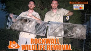 Pest Control Services by Pro Wildlife Removal Rockwall in Rockwall