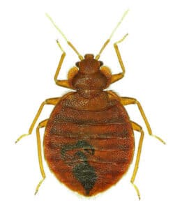 Pest Control Services by R6 Pest Control Llc in Lott