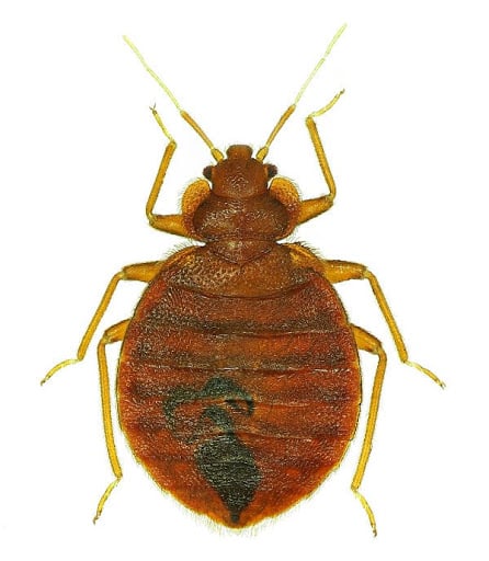 R6 Pest Control Llc, Pest Control company in Lott Pest Control Services by R6 Pest Control Llc in Lott, Texas