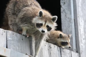 Pest Control Services by Raptor Enforcement Bird Control in Tom Bean