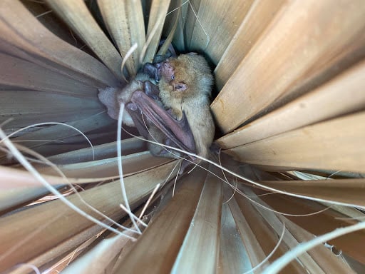Raptor Home And Commercial, Pest Control company in League City Pest Control Services by Raptor Home And Commercial in League City, Texas