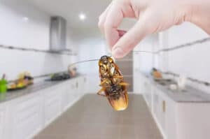 Pest Control Services by Ray'S Pest Control in Arlington
