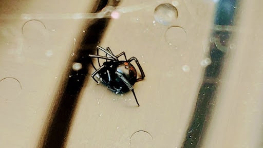 Reaper Pest Management, Pest Control company in Mesquite Pest Control Services by Reaper Pest Management in Mesquite, Texas
