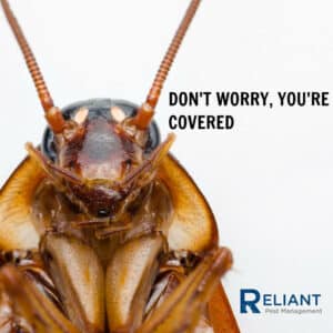 Pest Control Services by Reliant Pest Management in Tomball