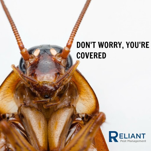 Pest Control Services by Reliant Pest Management in Tomball