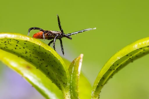 Pest Control Services by Republic Pest Control Magnolia in Magnolia