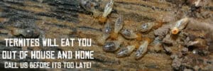 Pest Control Services by Research Pest Control in Cedar Park