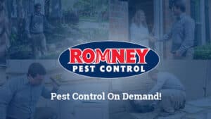 Pest Control Services by Romney Pest Control in Lewisville