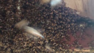 Pest Control Services by Ryan'S Honey Farm in Larue