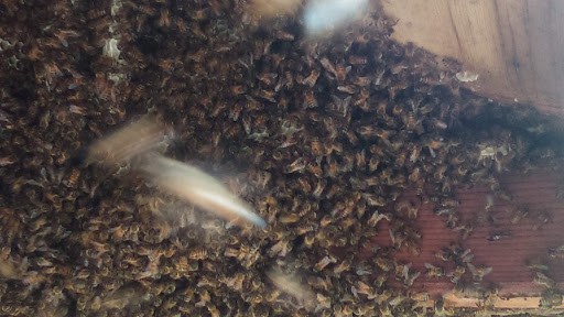 Ryan'S Honey Farm, Pest Control company in Larue Pest Control Services by Ryan'S Honey Farm in Larue, Texas