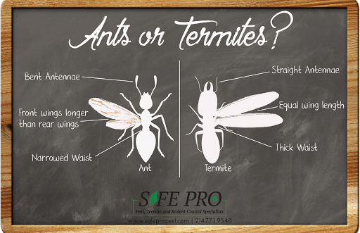 Pest Control Services by Safe Pro Pest Control - Plano Tx in Plano, Texas
