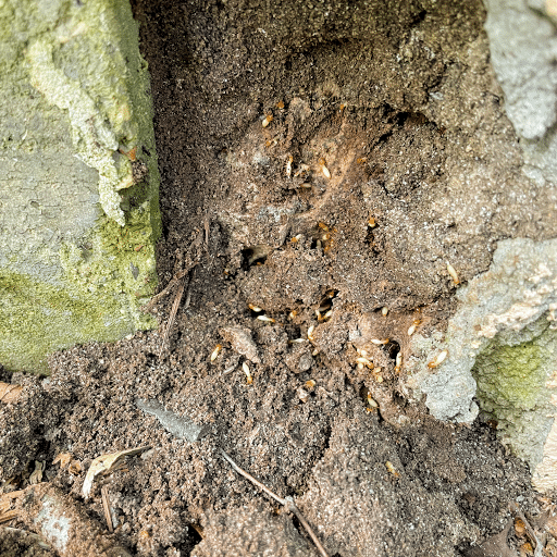 Safeway Exterminating, Pest Control company in Vidor Pest Control Services by Safeway Exterminating in Vidor, Texas