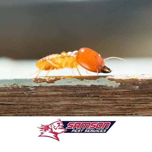 Samson Pest And Termite Services, Pest Control company in Houston Pest Control Services by Samson Pest And Termite Services in Houston, Texas