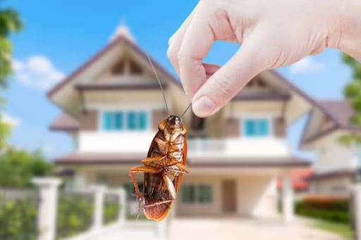 Pest Control Services by San Angelo Pest Control Co in San Angelo