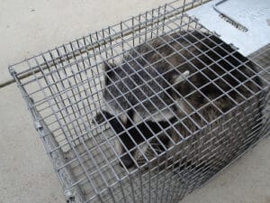 Pest Control Services by San Marcos Wildlife Removal in San Marcos