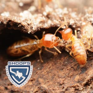 Pest Control Services by Shoop'S Texas Termite & Pest Control in Wichita Falls
