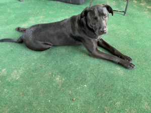 Pest Control Services by Smith County Animal Control in Tyler