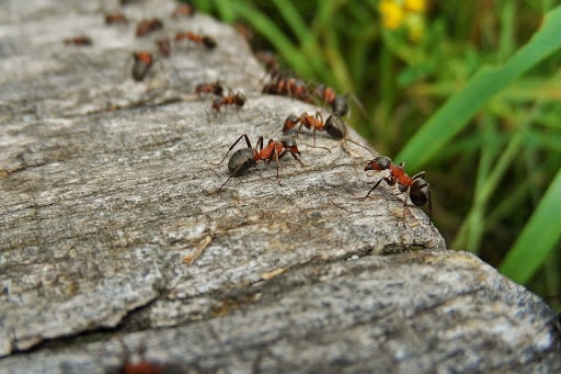Southwestern A-1 Pest Control, Pest Control company in Big Spring Pest Control Services by Southwestern A-1 Pest Control in Big Spring, Texas