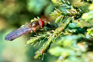 Pest Control Services by Starbugs Pest & Lawn in Fort Worth