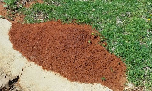 Starkey Pest Control, Pest Control company in Kerrville Pest Control Services by Starkey Pest Control in Kerrville, Texas
