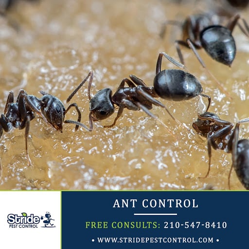 Stride Pest Control, Pest Control company in San Antonio Pest Control Services by Stride Pest Control in San Antonio, Texas