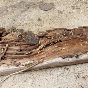 Pest Control Services by Superior Pest Management Llc in Mesquite